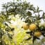 El sector citrícola español vive en estado de alerta fitosanitaria permanente por la amenaza de plagas y enfermedades