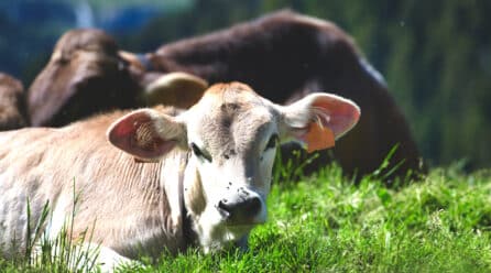 Andalucía tendrá una Ley de Impulso y Promoción de la Producción Ecológica