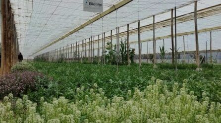 Las claves de Bioline Iberia para el control biológico del pulgón en la sandía
