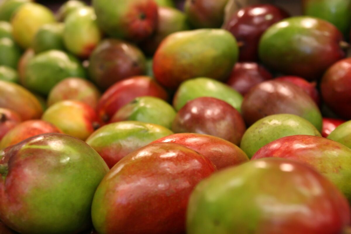 México alcanza la quinta posición a nivel mundial en producción de mango