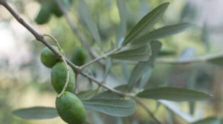 La campaña de aceituna ha sido «la peor del siglo» según las organizaciones agrarias