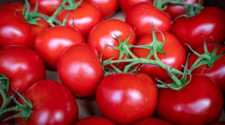 Sevilla puede perder 6.200 de sus 6.400 hectáreas de tomates y pimientos por falta de agua de riego