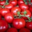 Sevilla puede perder 6.200 de sus 6.400 hectáreas de tomates y pimientos por falta de agua de riego