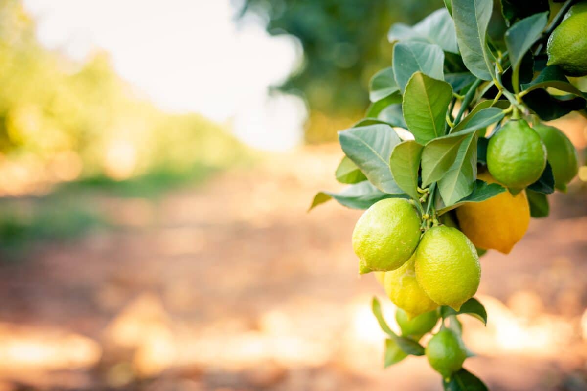 Ailimpo: La campaña del limón se mantiene «muy estable»