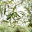 cultivo olivo