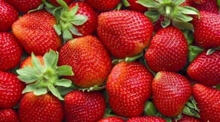 La cosecha de fresa se mantendrá como la de 2022 pese al frío, la falta de personal y el alza de los costes