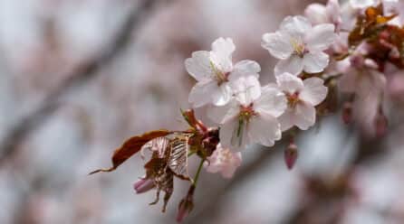 La floración de los cerezos del Valle del Jerte estará en su máximo esplendor a principios de abril