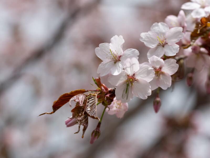 La floración de los cerezos del Valle del Jerte estará en su máximo esplendor a principios de abril