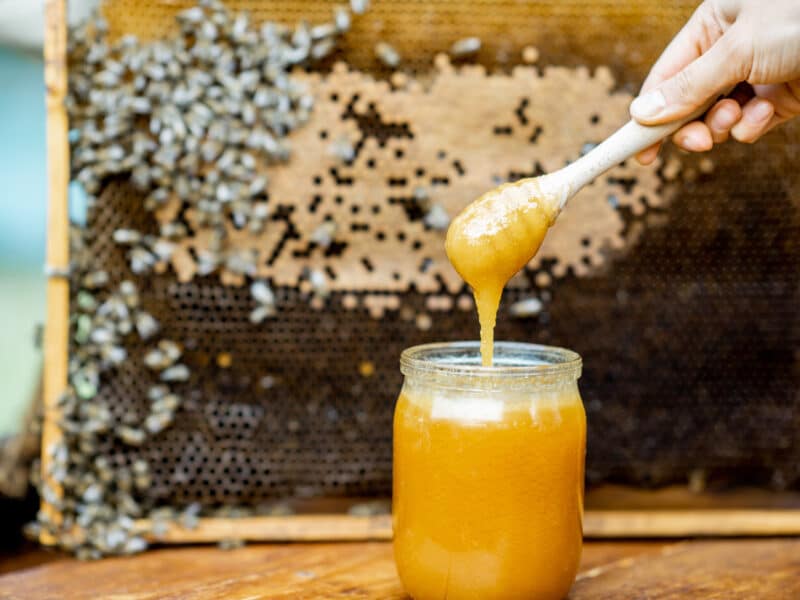 La miel de Ibiza obtiene la primera denominación de origen de la isla pitiusa