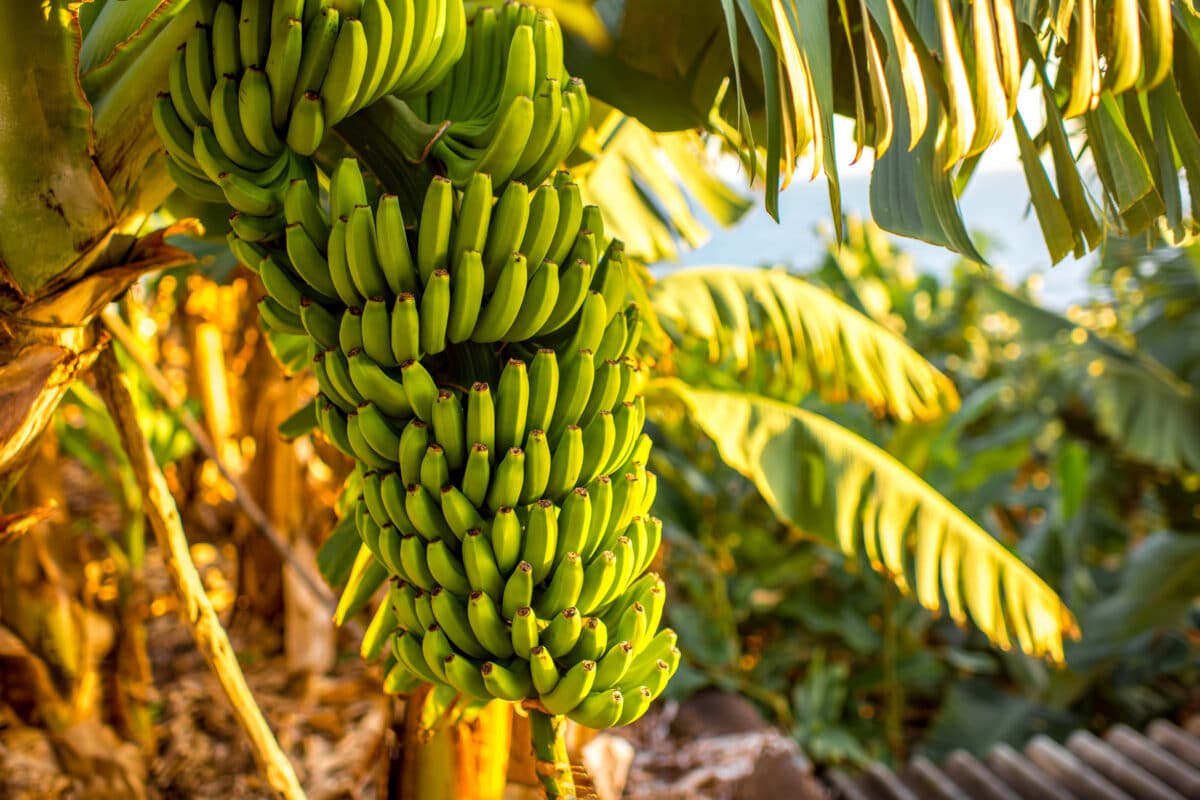 ALDI pone en valor el cultivo del plátano de Canarias como ejemplo de sostenibilidad y buenas prácticas