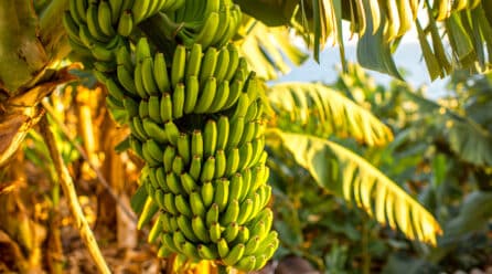ALDI pone en valor el cultivo del plátano de Canarias como ejemplo de sostenibilidad y buenas prácticas