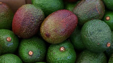 Situación «catastrófica»: se prevén pérdidas de hasta el 70 % del cultivo de subtropicales en Granada