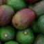 aguacate cultivo subtropicales