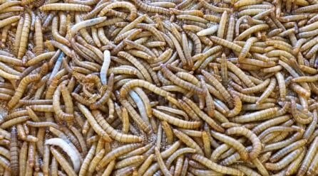 Así será la granja de insectos más grande del mundo