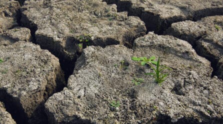 Situación crítica para el campo: alertan de pérdidas irreversibles en las cosechas debido a la sequía