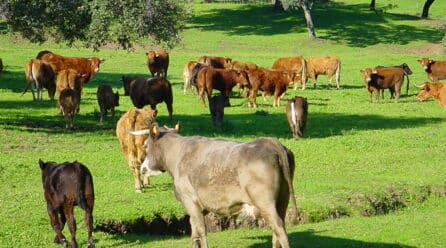 Más del 25% de la superficie útil en Andalucía se dedica a la agricultura y ganadería ecológicas