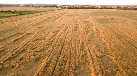 Con caídas superiores al 90%, la producción de cereal puede ser catastrófica