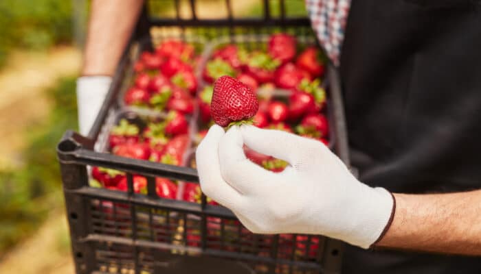 Andalucía solicita una reunión urgente con distribuidoras alemanas para proteger la producción de fresa de Huelva