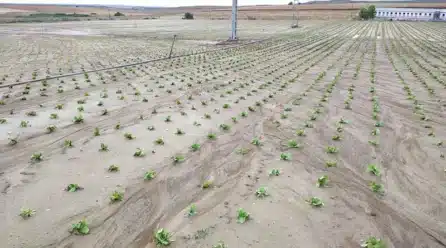 Tras la inclemente sequía, el campo murciano se enfrenta a alerta roja y naranja por riesgo extremo de lluvias torrenciales y granizo