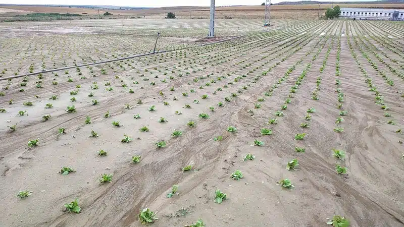 Tras la inclemente sequía, el campo murciano se enfrenta a alerta roja y naranja por riesgo extremo de lluvias torrenciales y granizo