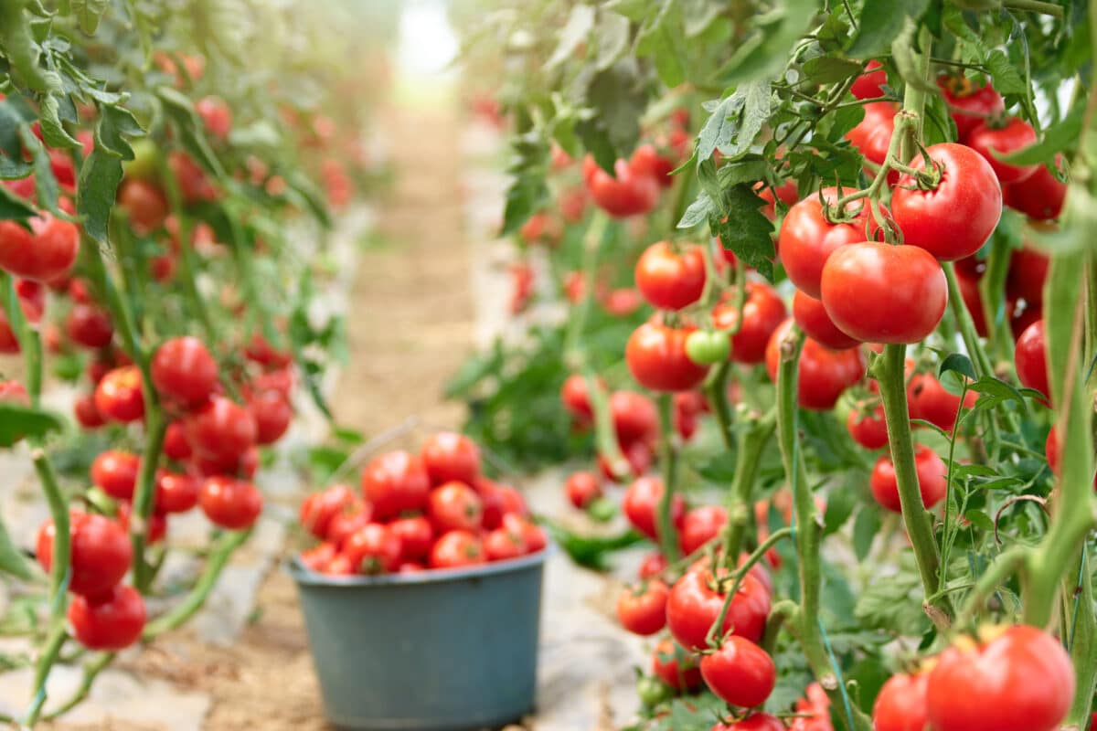El aumento “descontrolado” en la compra de tomate a Marruecos pone en riesgo a la producción nacional