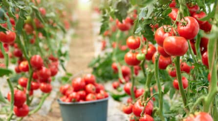 El aumento “descontrolado” en la compra de tomate a Marruecos pone en riesgo a la producción nacional