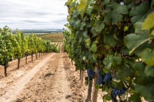 Los vinos del 2022 en Ribera del Duero han sido calificados como «muy buenos».