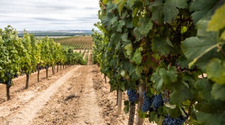 Los vinos del 2022 en Ribera del Duero han sido calificados como «muy buenos».
