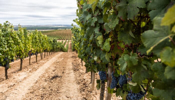 Los vinos del 2022 en Ribera del Duero han sido calificados como «muy buenos».