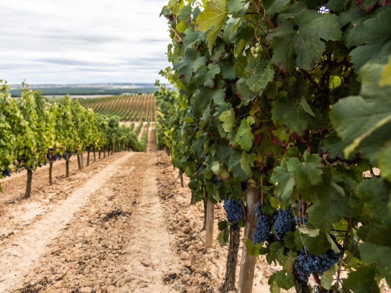 Los vinos del 2022 en Ribera del Duero han sido calificados como «muy buenos».