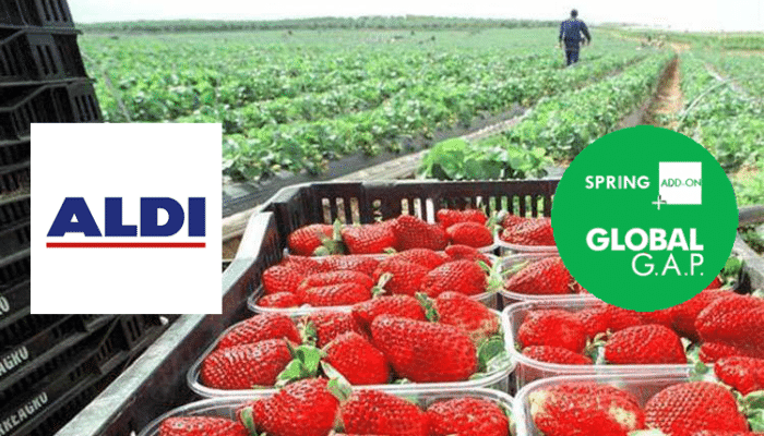 Desde 2022, Aldi exige a los proveedores andaluces de fresas que presenten el Global G.A.P Spring