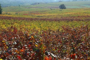 La DO Bierzo ha solicitado a la Junta una protección especial para las vides centenarias