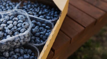 La campaña de frutos rojos termina con una disminución del 10% en fresa y un 7% en el resto de frutos ojos