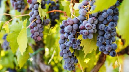 Las bodegas de Rioja se unen para contar una historia en común sobre la denominación.