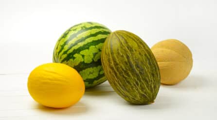 La hoja de ruta de BASF, Nunhems, para el melón y la sandía