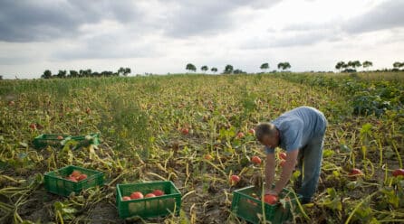 UPA Murcia alerta de la disminución generalizada de las cosechas y de un deterioro en la rentabilidad