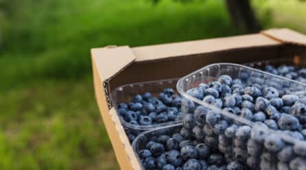 Freshuelva reclama igualdad de condiciones para los frutos rojos y enfrentar la crisis climática