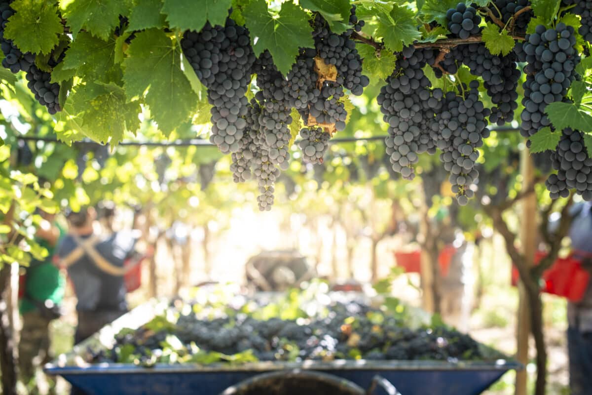 Agricultores denuncian venta de uva por debajo de costes de producción debido a la presión de las bodegas
