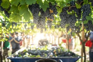 Agricultores denuncian venta de uva por debajo de costes de producción debido a la presión de las bodegas