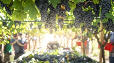 Agricultores denuncian venta de uva por debajo de costes de producción debido a la presión de las bodegas