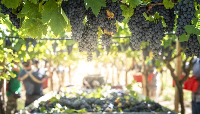 Agricultores denuncian venta de uva por debajo de costes de producción debido a la presión de las bodegas