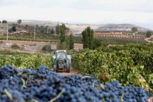 El sector vitivinícola, clave para el desarrollo rural y el empleo en España
