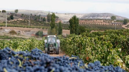 El sector vitivinícola, clave para el desarrollo rural y el empleo en España