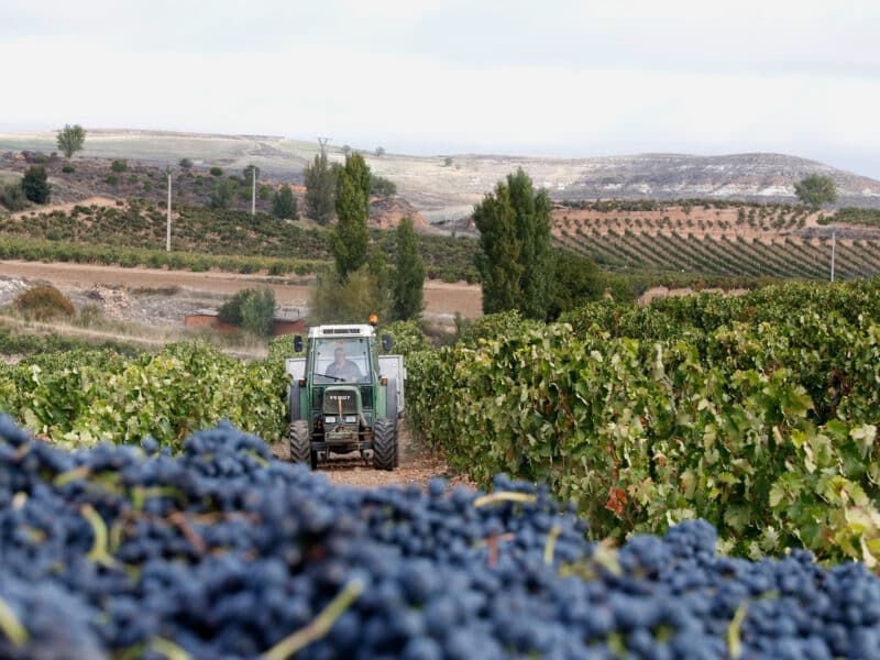 El sector vitivinícola, clave para el desarrollo rural y el empleo en España