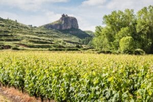 El Consejo Regulador de la DOCa Rioja aprueba el Presupuesto para 2024