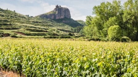 El Consejo Regulador de la DOCa Rioja aprueba el Presupuesto para 2024