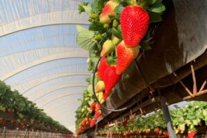 La variedad de fresas Marimbella alcanza las 500 hectáreas en la provincia de Huelva