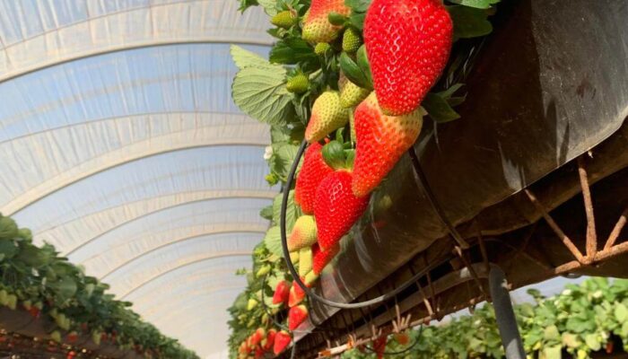 La variedad de fresas Marimbella alcanza las 500 hectáreas en la provincia de Huelva