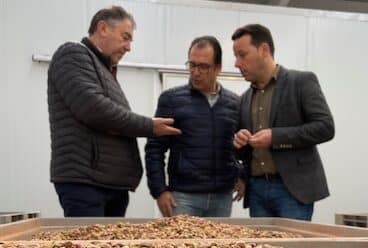La producción de pistacho se duplica en solo dos años en la provincia de Jaén