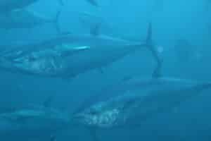 Aprobada una cuota de casi 6.800 toneladas para la pesca de atún rojo en 2024 en España
